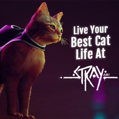 Live Your Best Cat Life in Stray