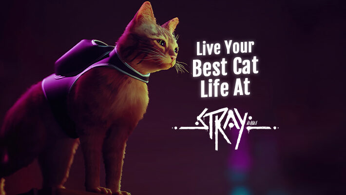 Live Your Best Cat Life in Stray